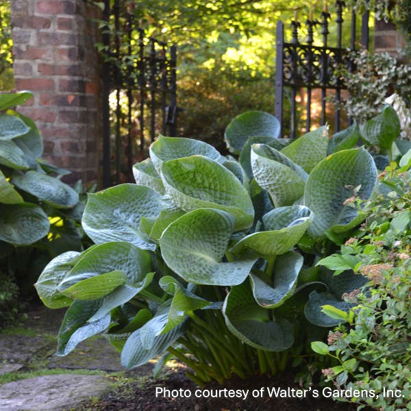 Hosta x Abiqua Drinking Gourd 1Q