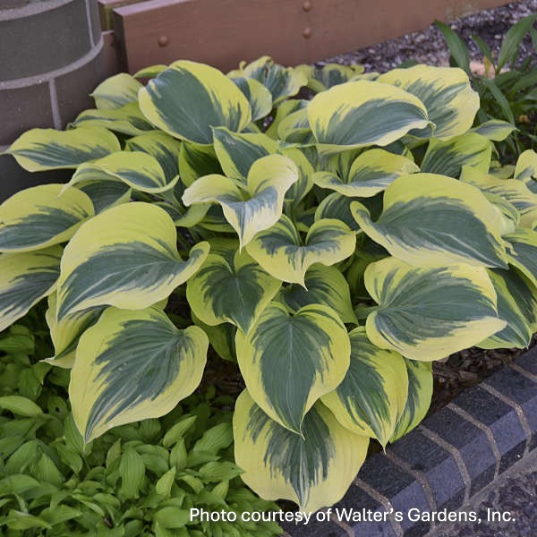 Hosta x Liberty 1G