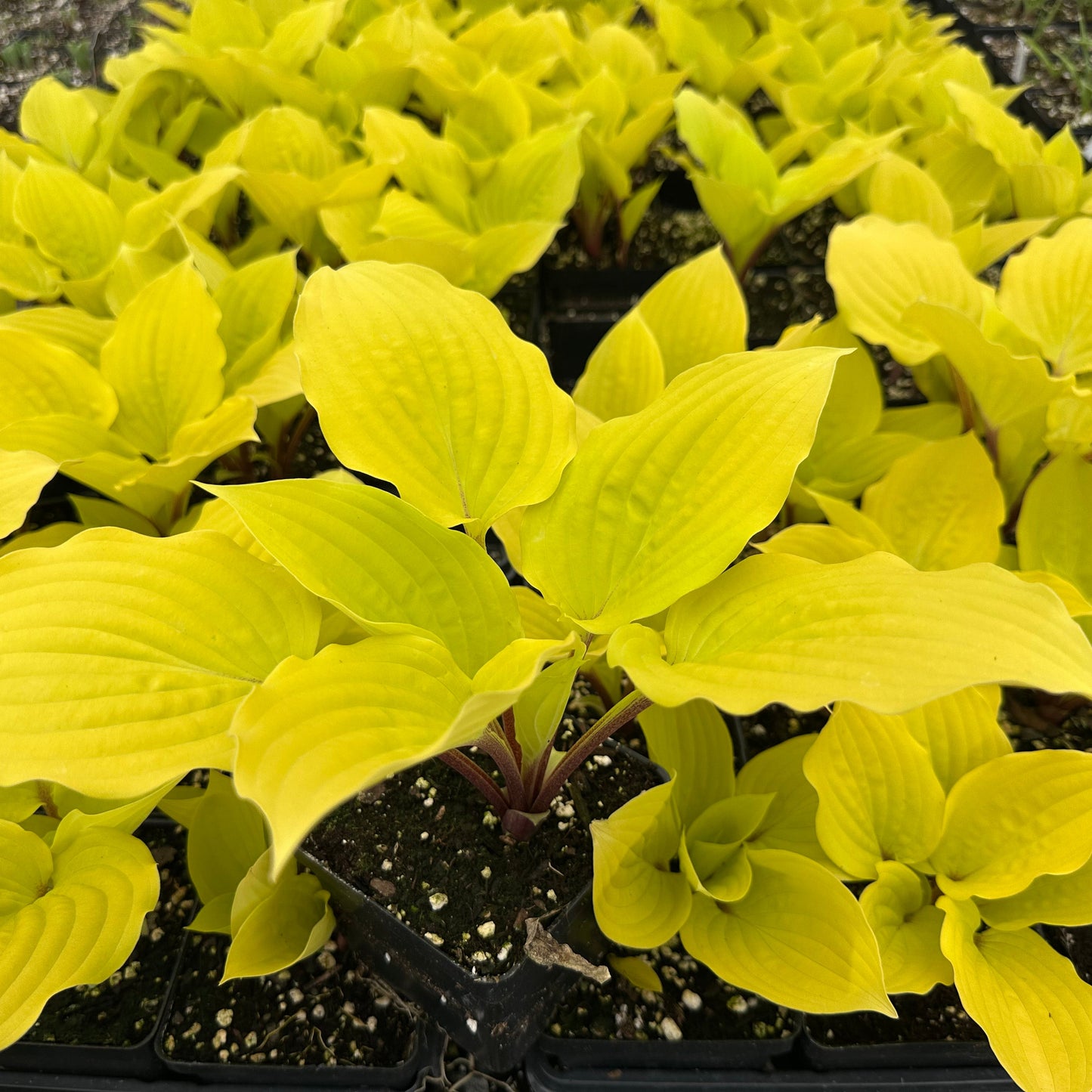 Hosta x Fire Island 1Q
