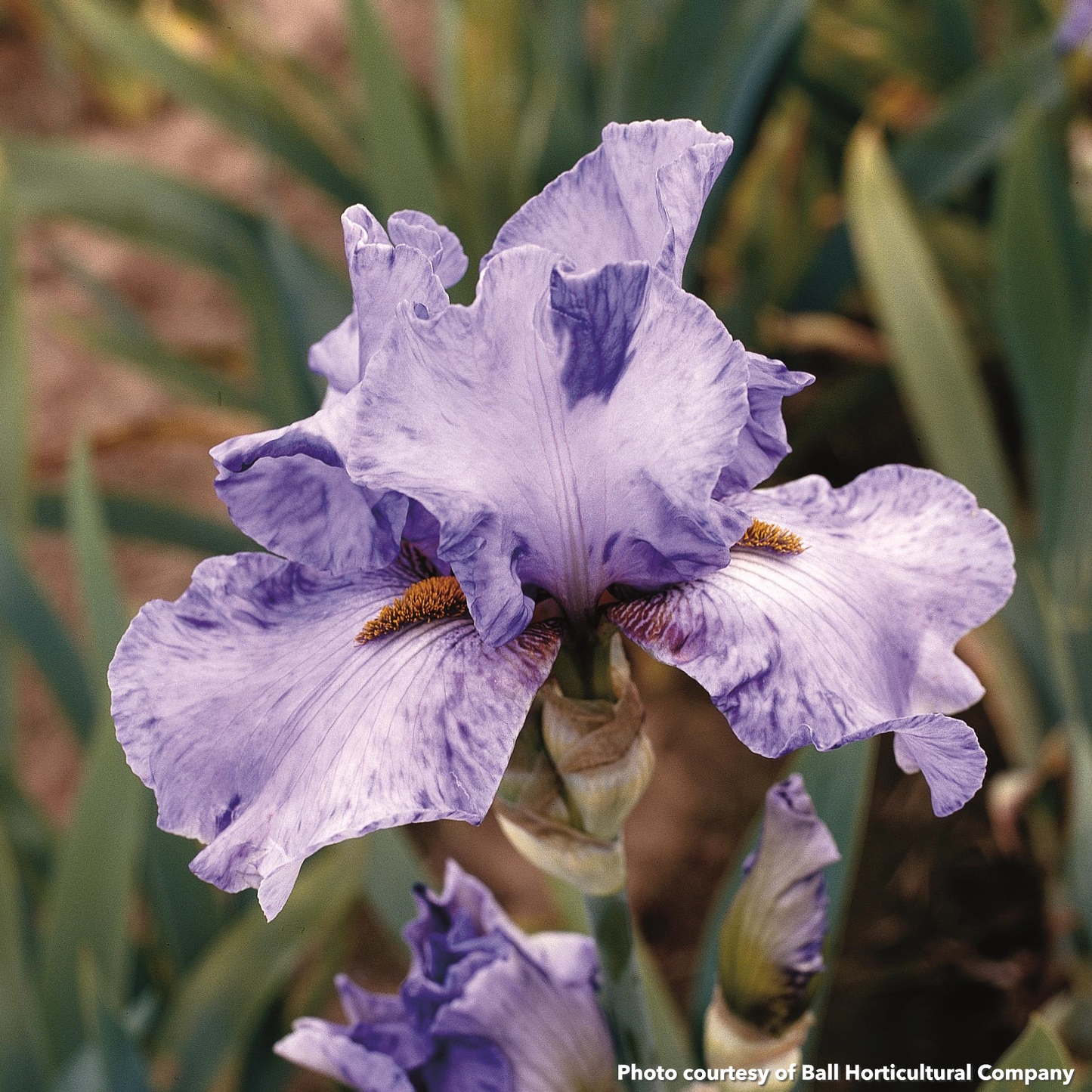 Iris germanica Elainealope 3.25"