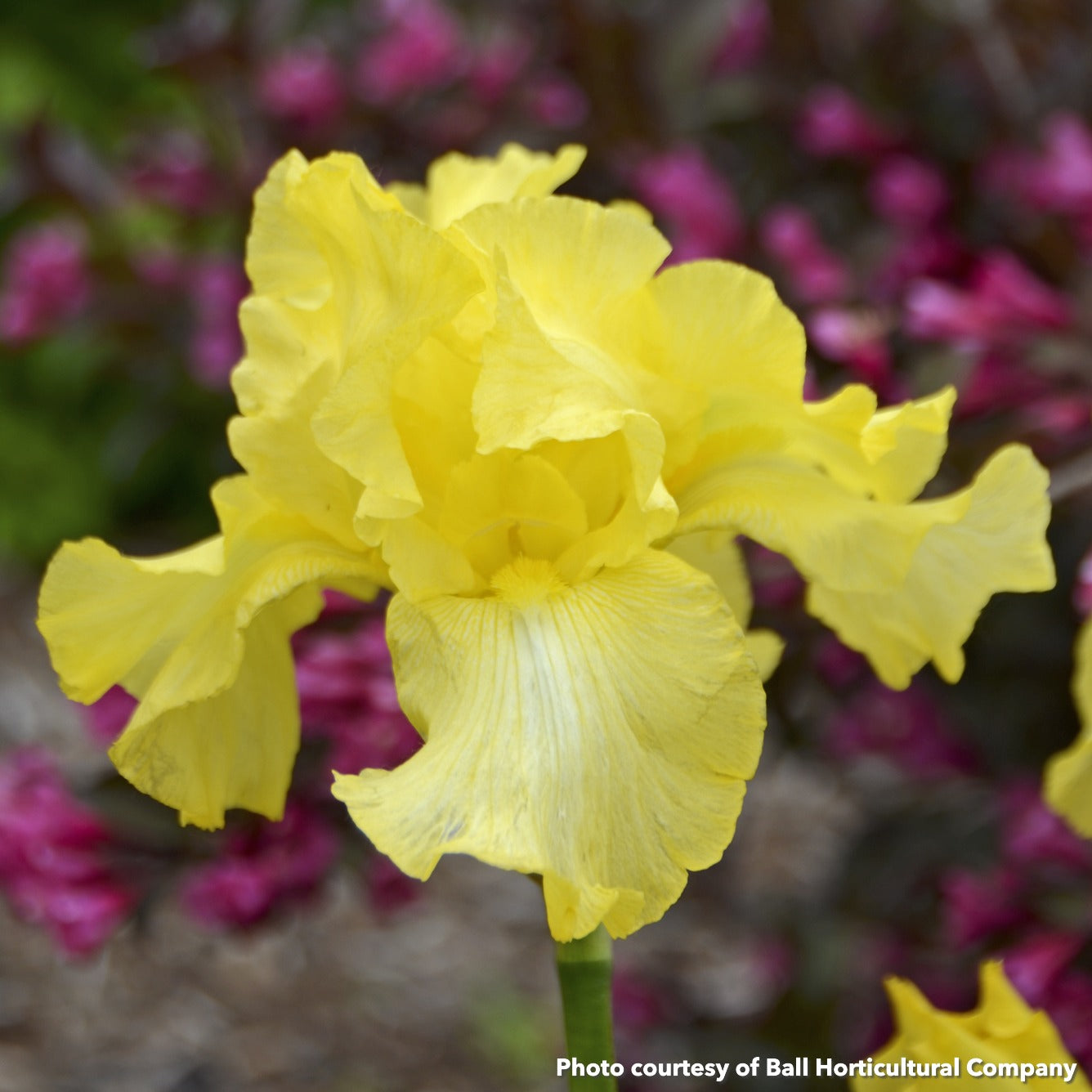 Iris germanica Harvest of Memories 3.25"