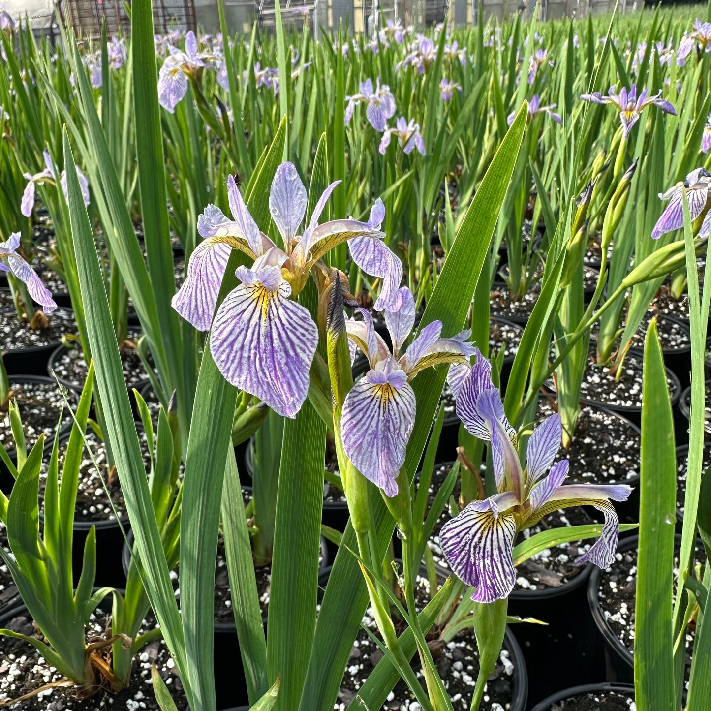 Iris x robusta Gerald Darby 1G