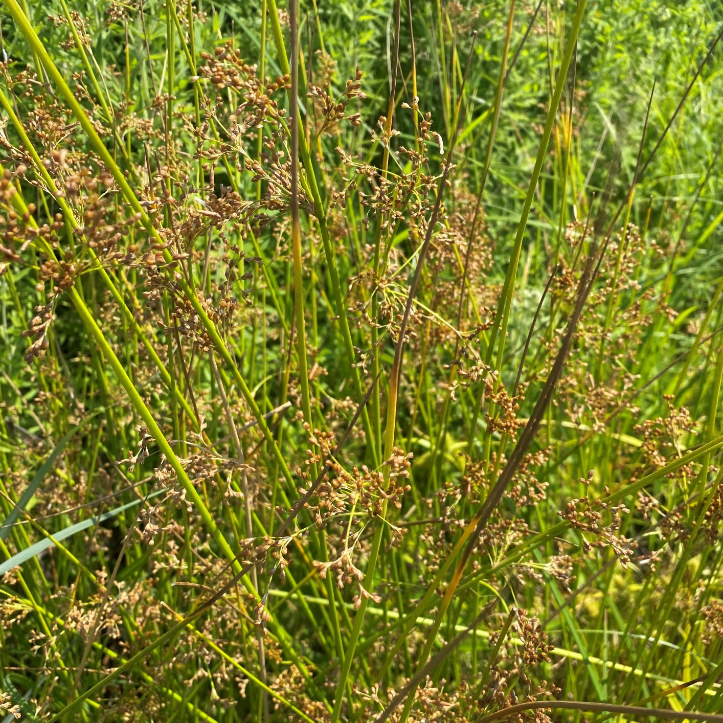 Juncus effusus 1G