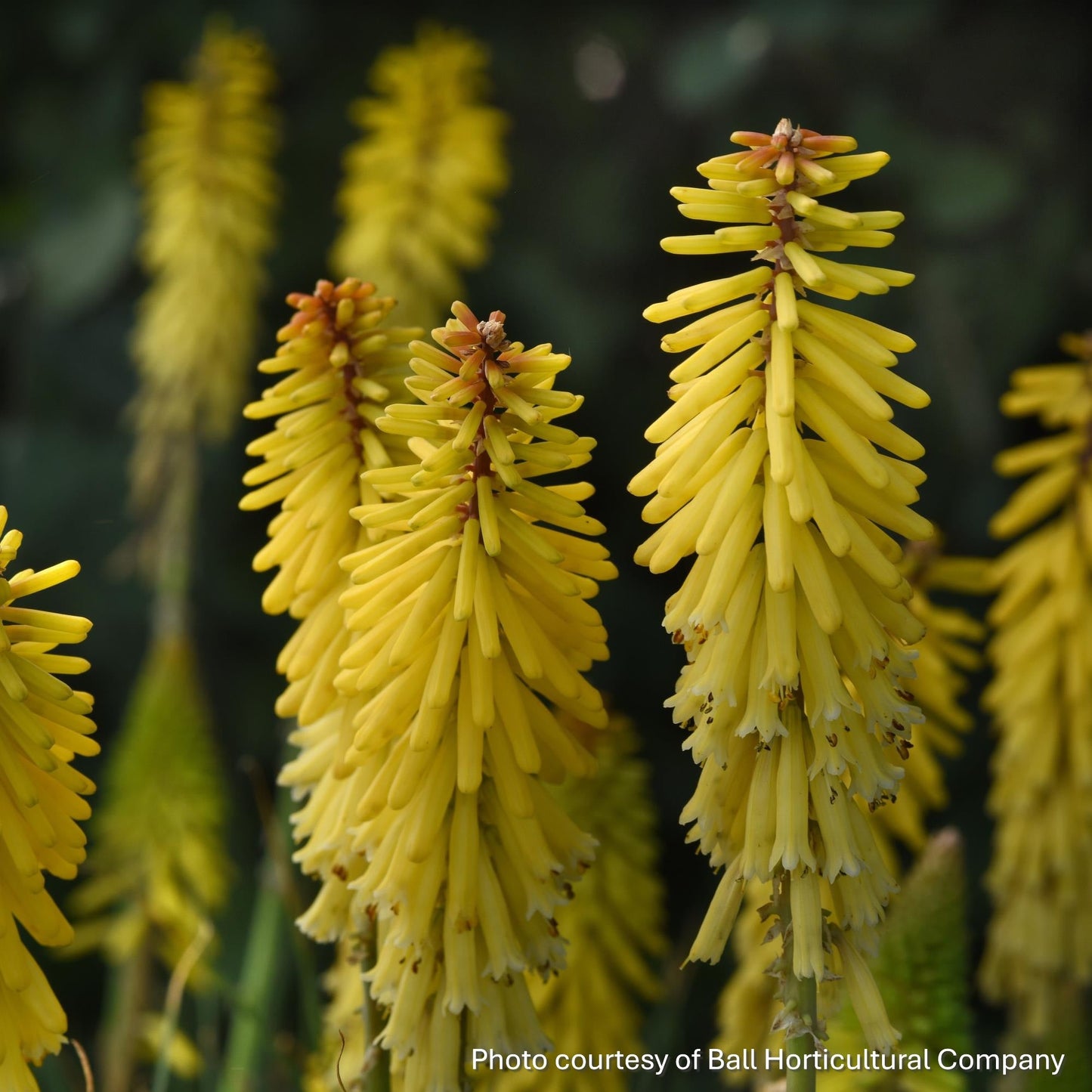 Kniphofia uvaria Glowstick 1Q