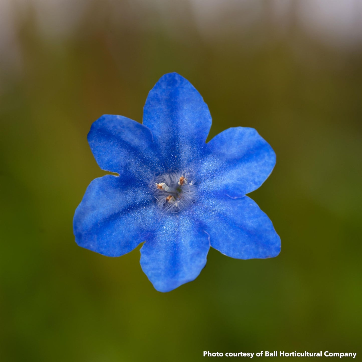 Lithodora diffusa Tidepool SkyBlue 1Q