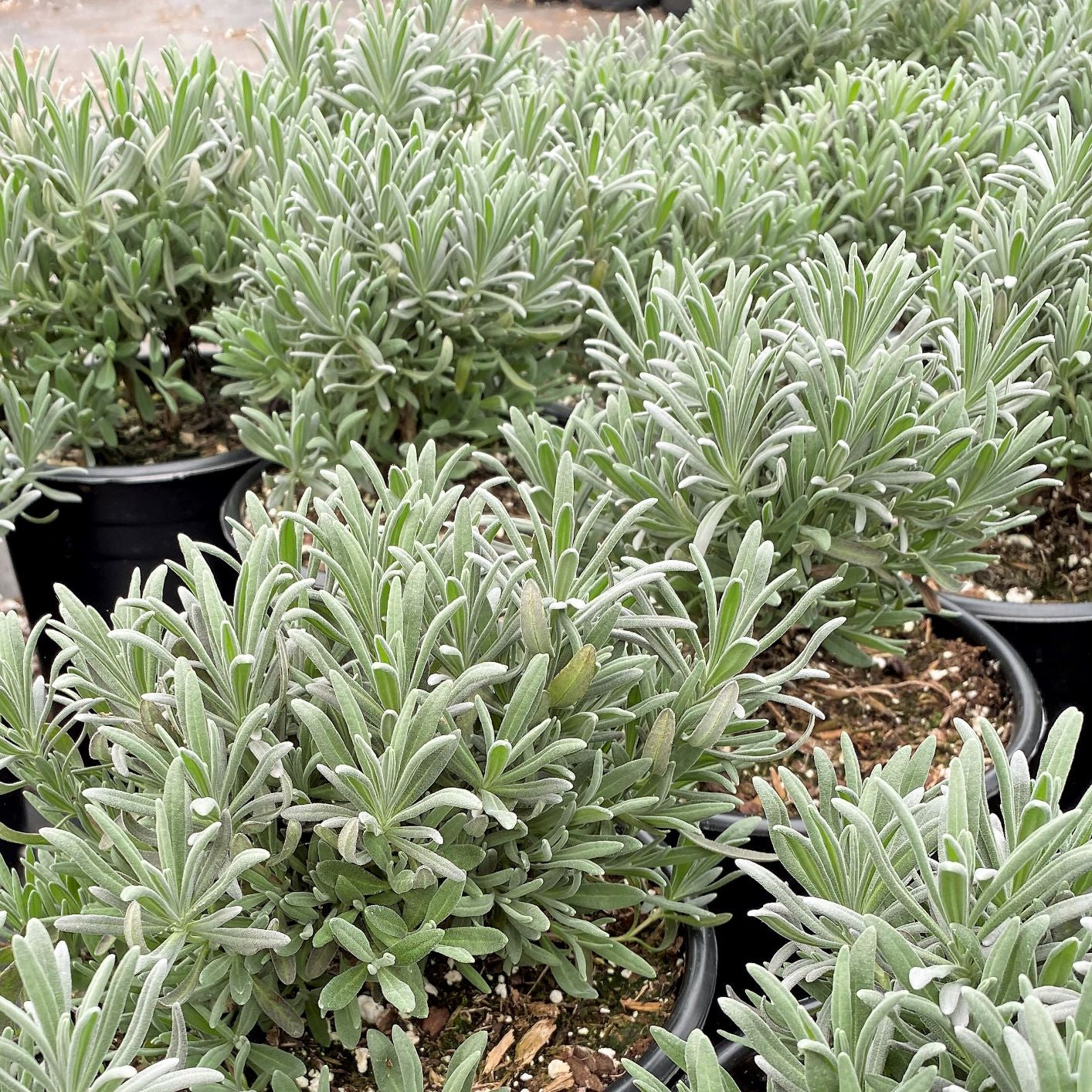 Lavandula x intermedia Grosso 3.25"