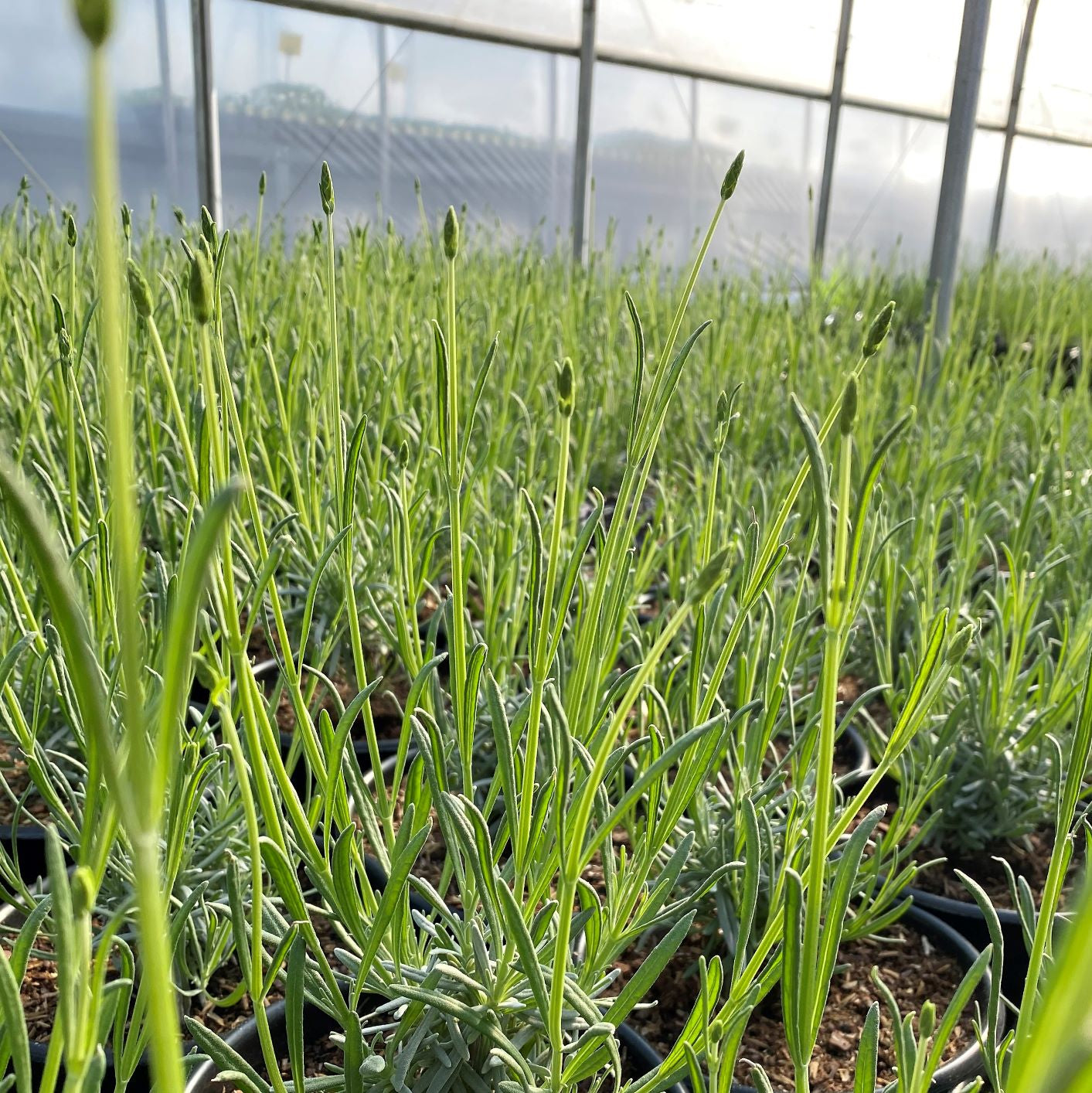 Lavandula x Phenomenal 1G