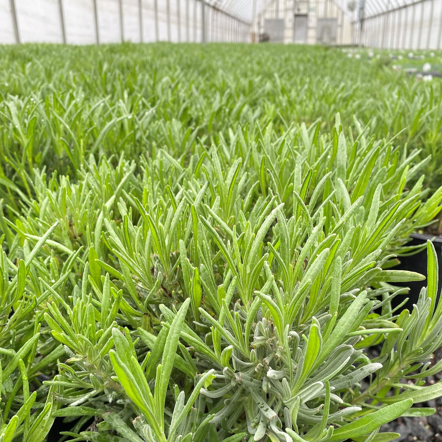 Lavandula x intermedia Provence 3.25"