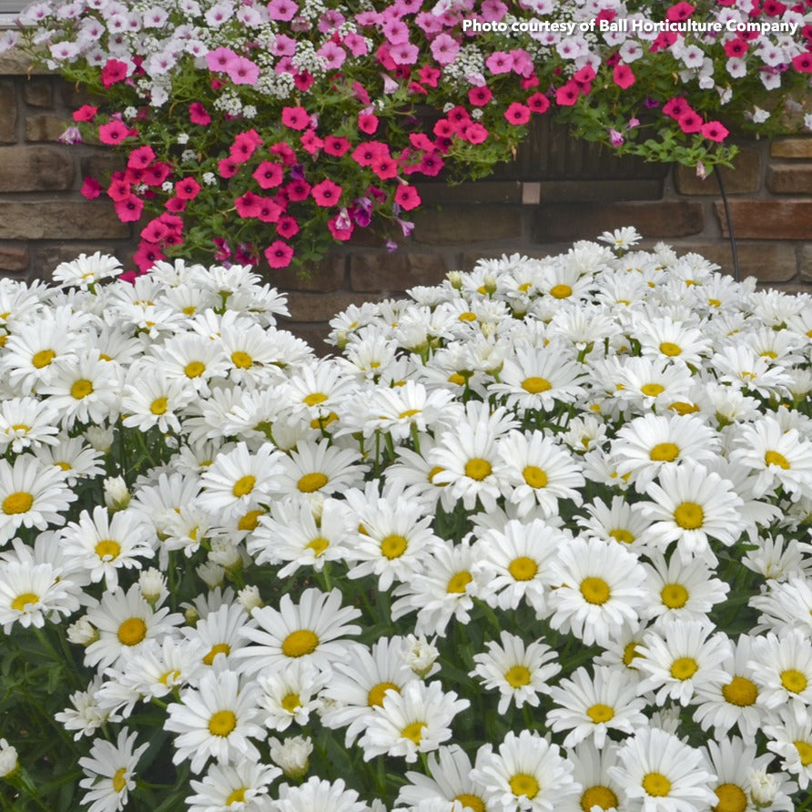 Leucanthemum x superbum Daisy May 1G