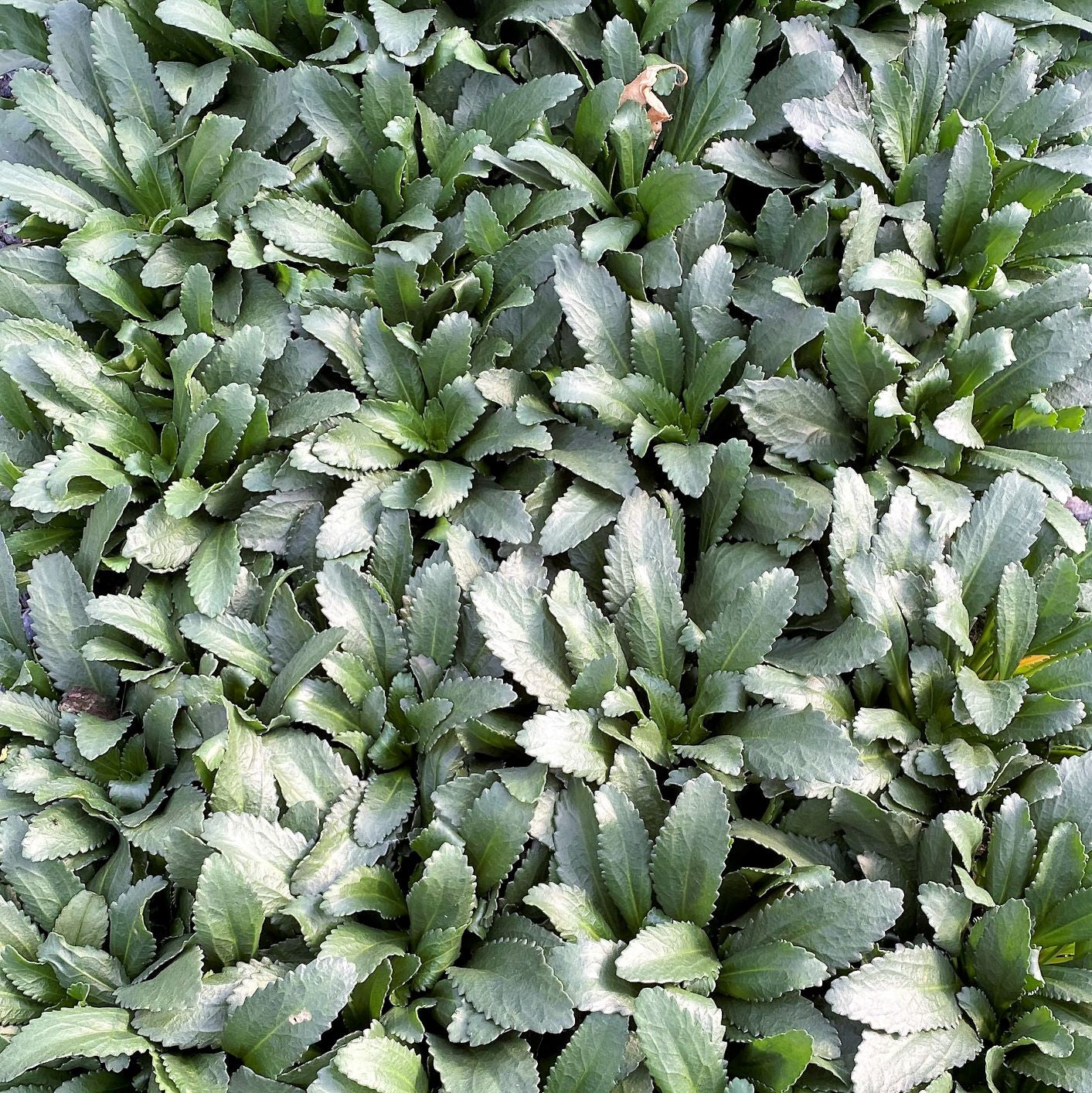 Leucanthemum x superbum Snow Cap 1Q