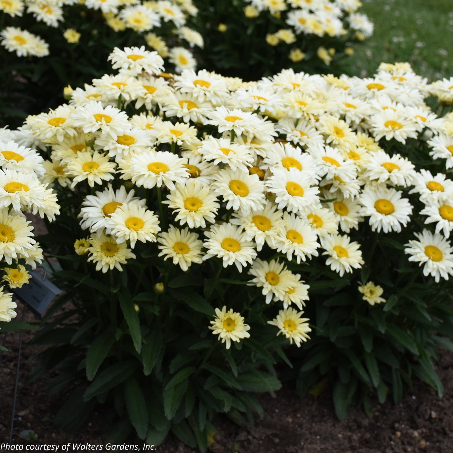 Leucanthemum x superbum Banana Cream II 1G