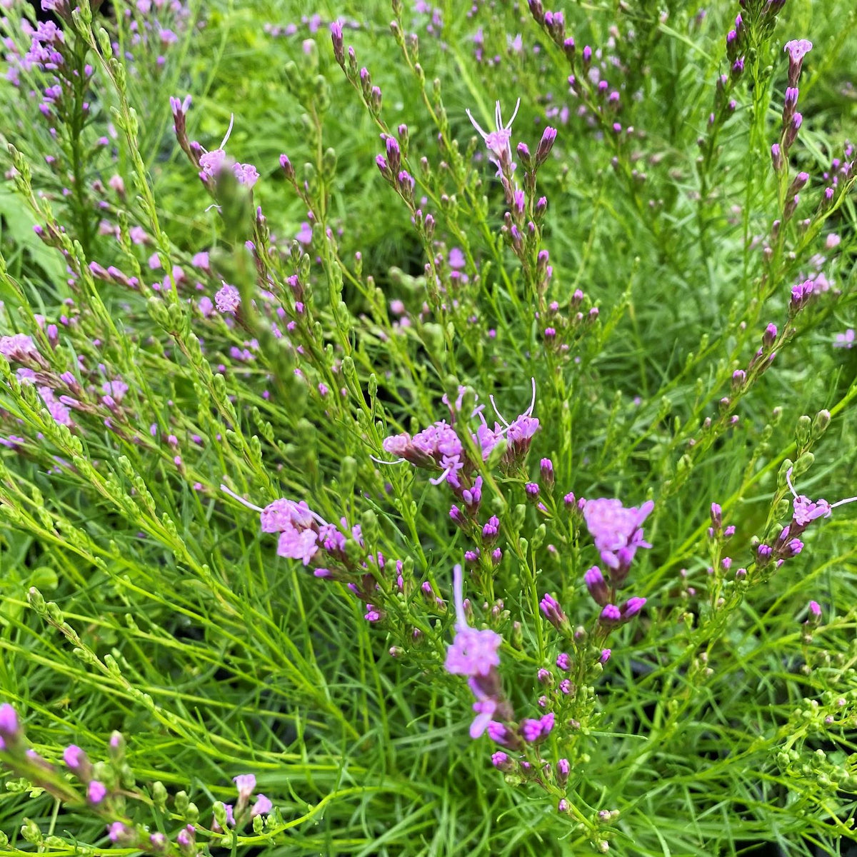 Liatris microcephala 1Q