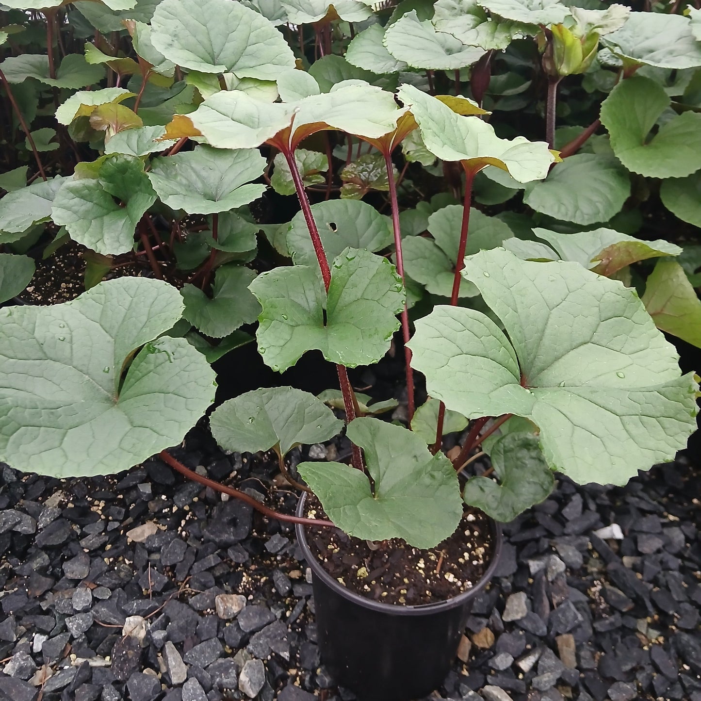 Ligularia dentata Desdemona 1G
