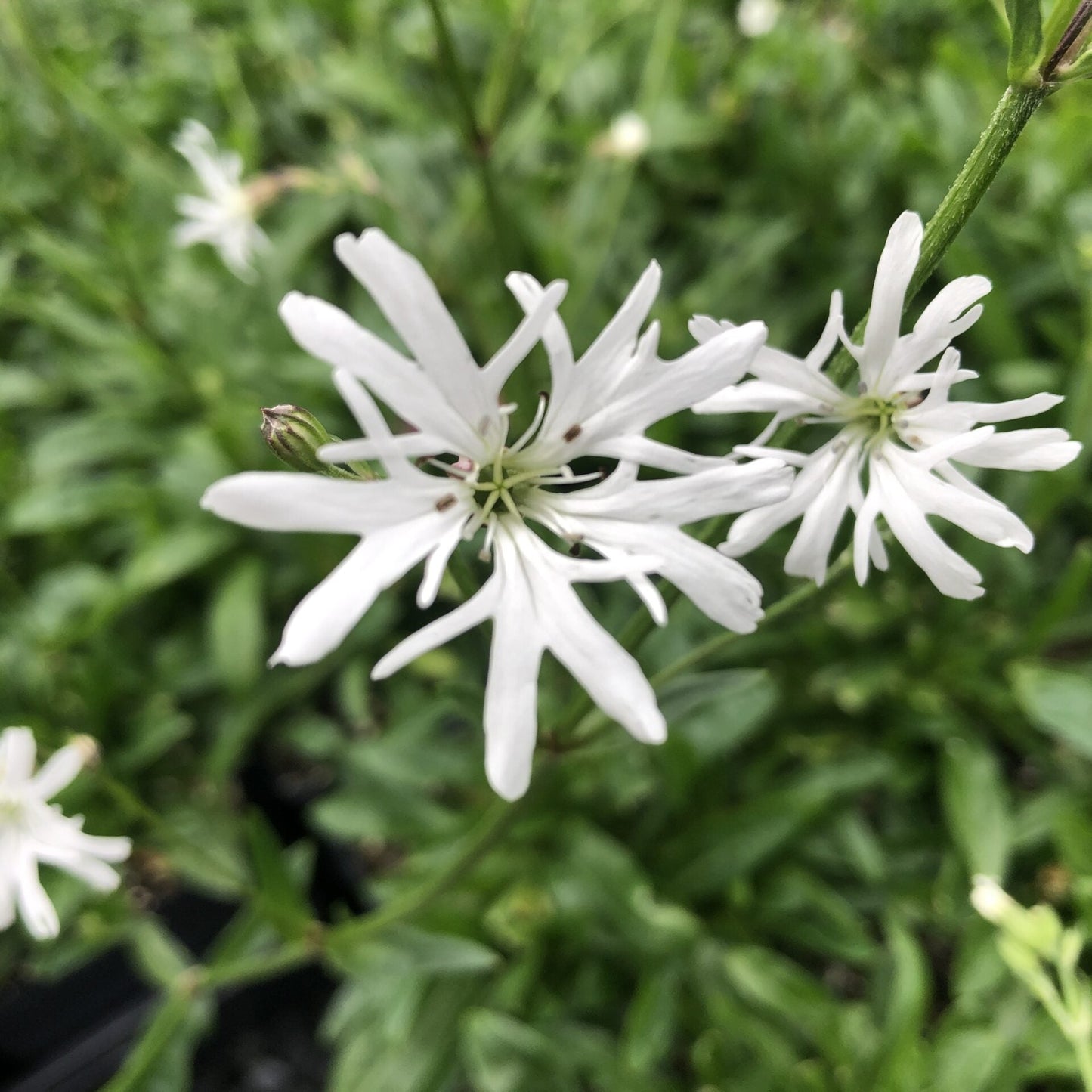Lychnis flos-cuculi White Robin 1Q