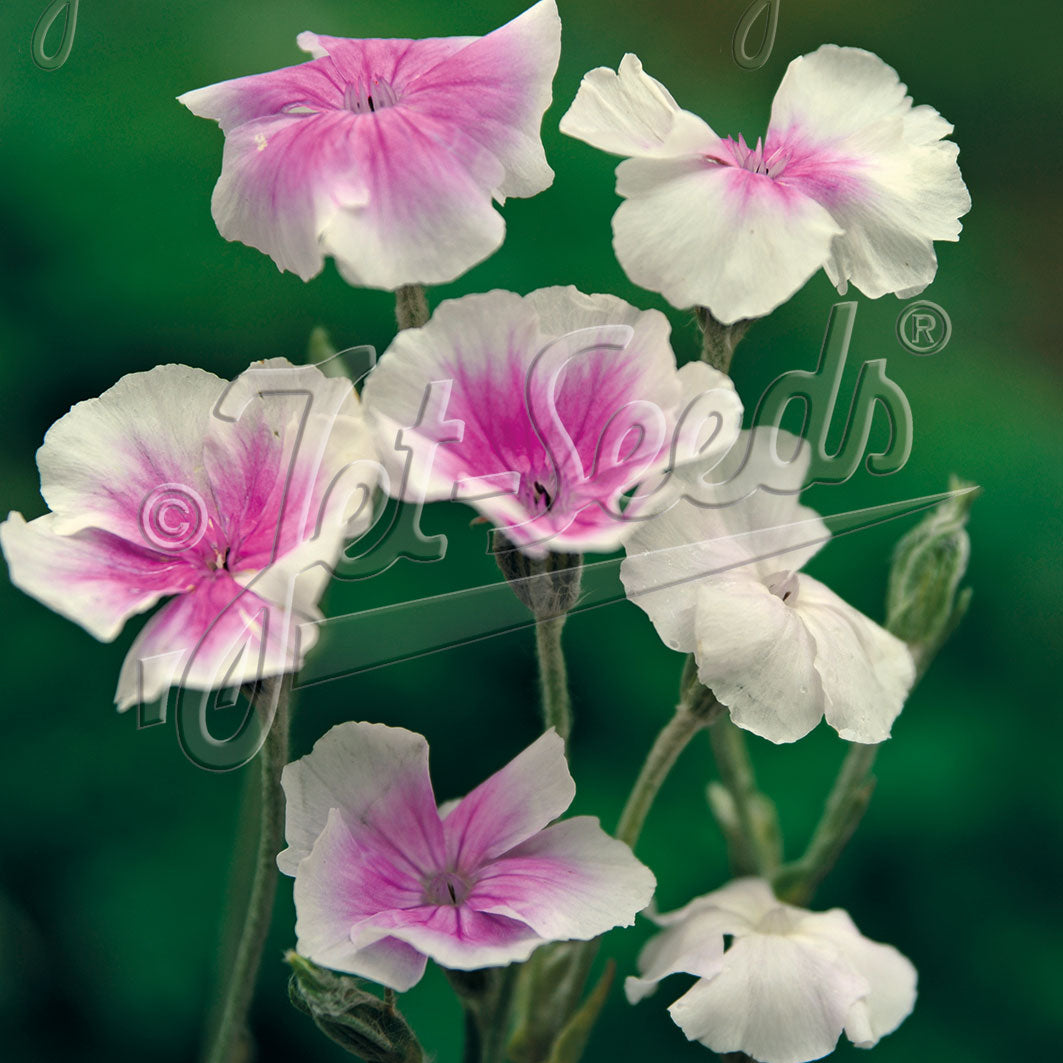 Lychnis coronaria Angel's Blush 1G