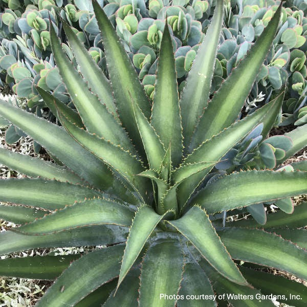 Mangave Racing Stripes 1G