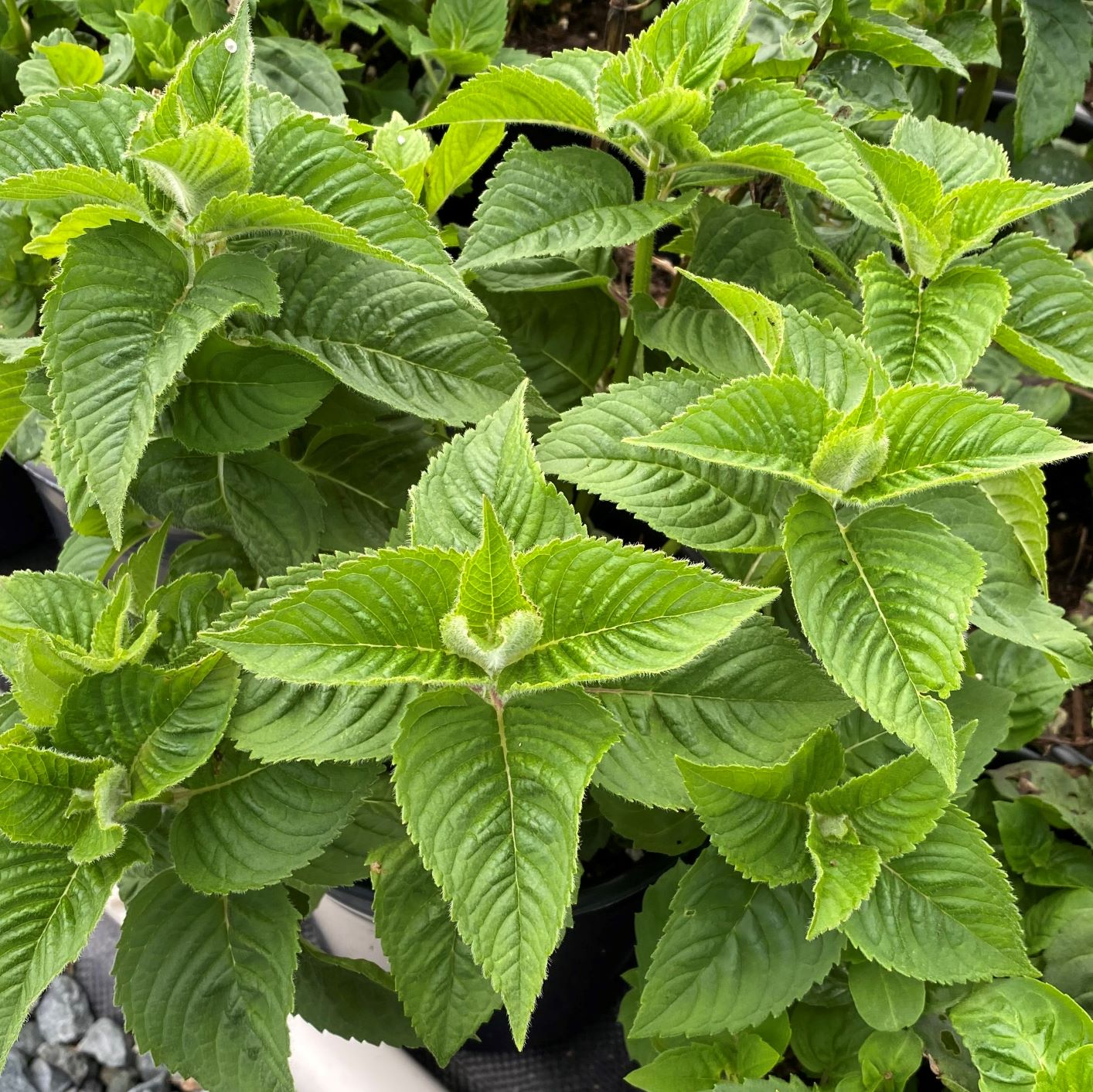 Monarda didyma Fireball 1Q