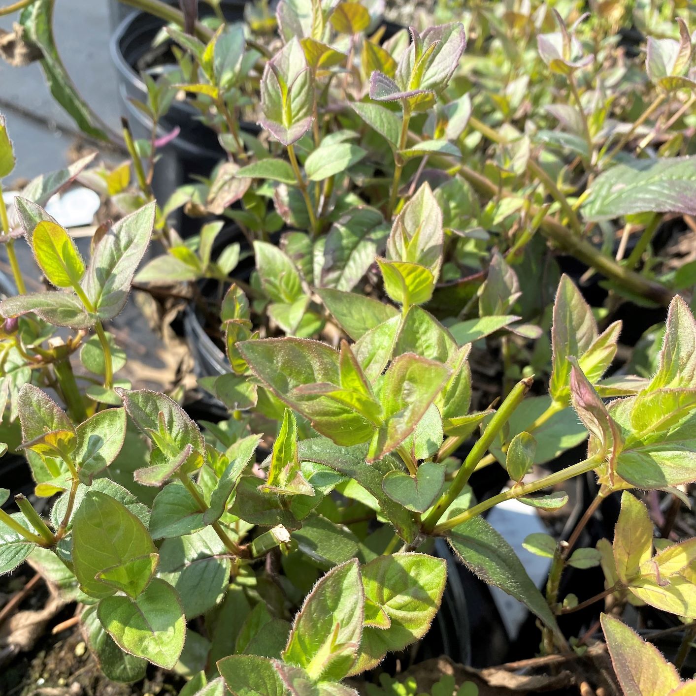 Monarda bradburiana 1Q