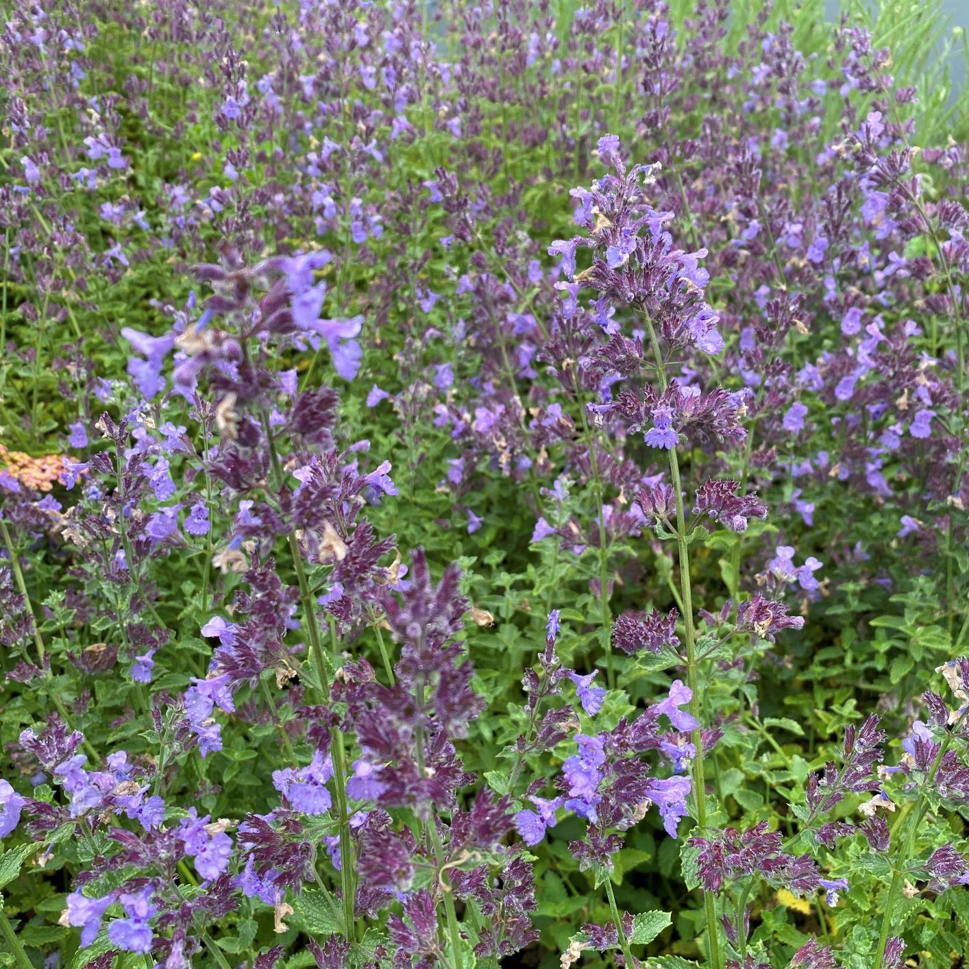 Nepeta racemosa Walker's Low 1G