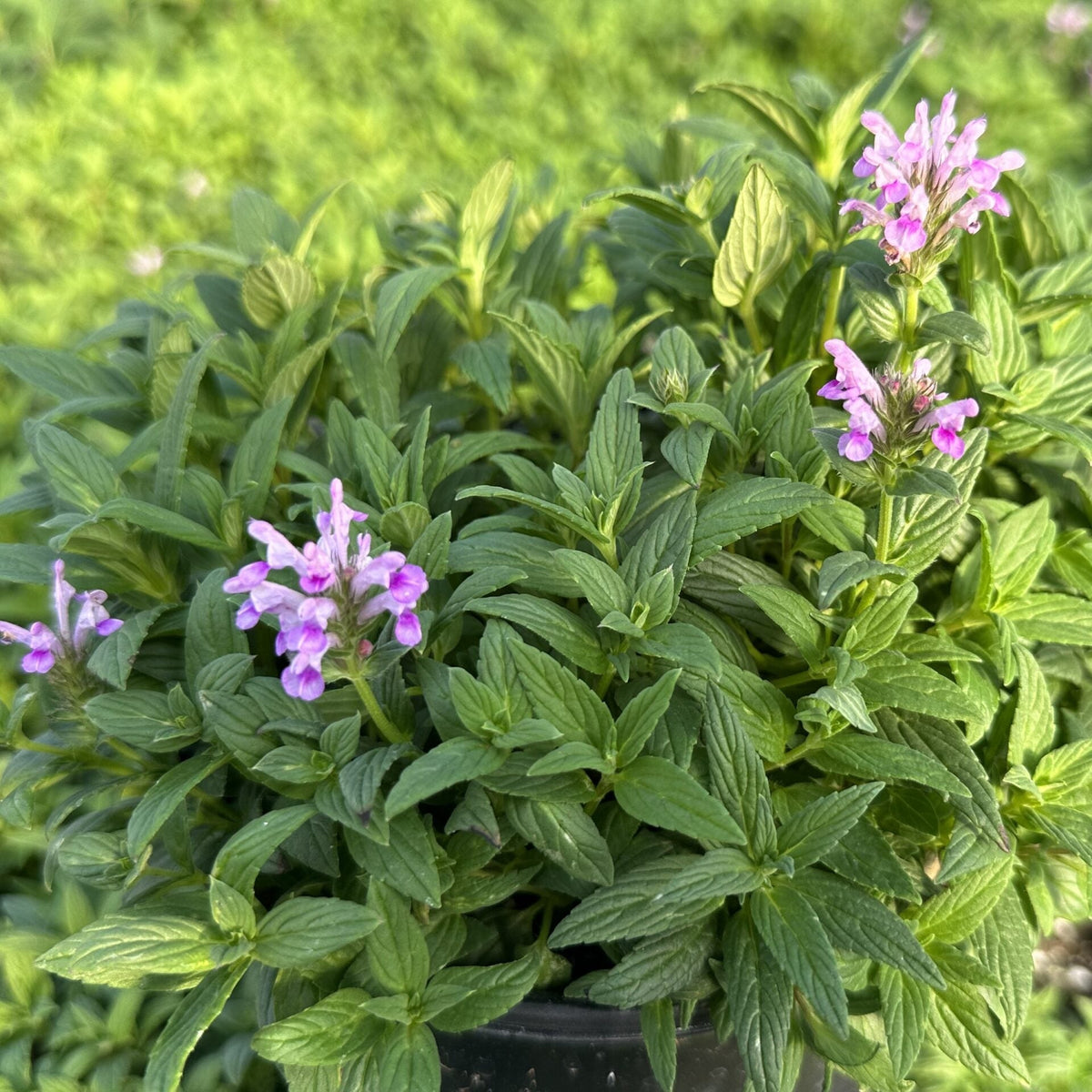 Nepeta nervosa Pink Cat 1G