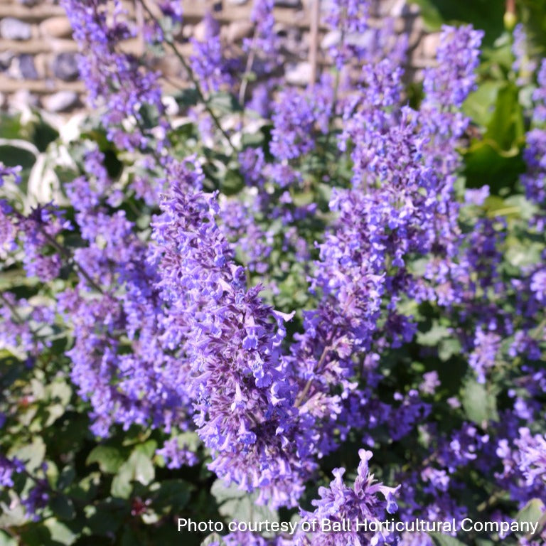 Nepeta grandiflora Summer Magic 1G