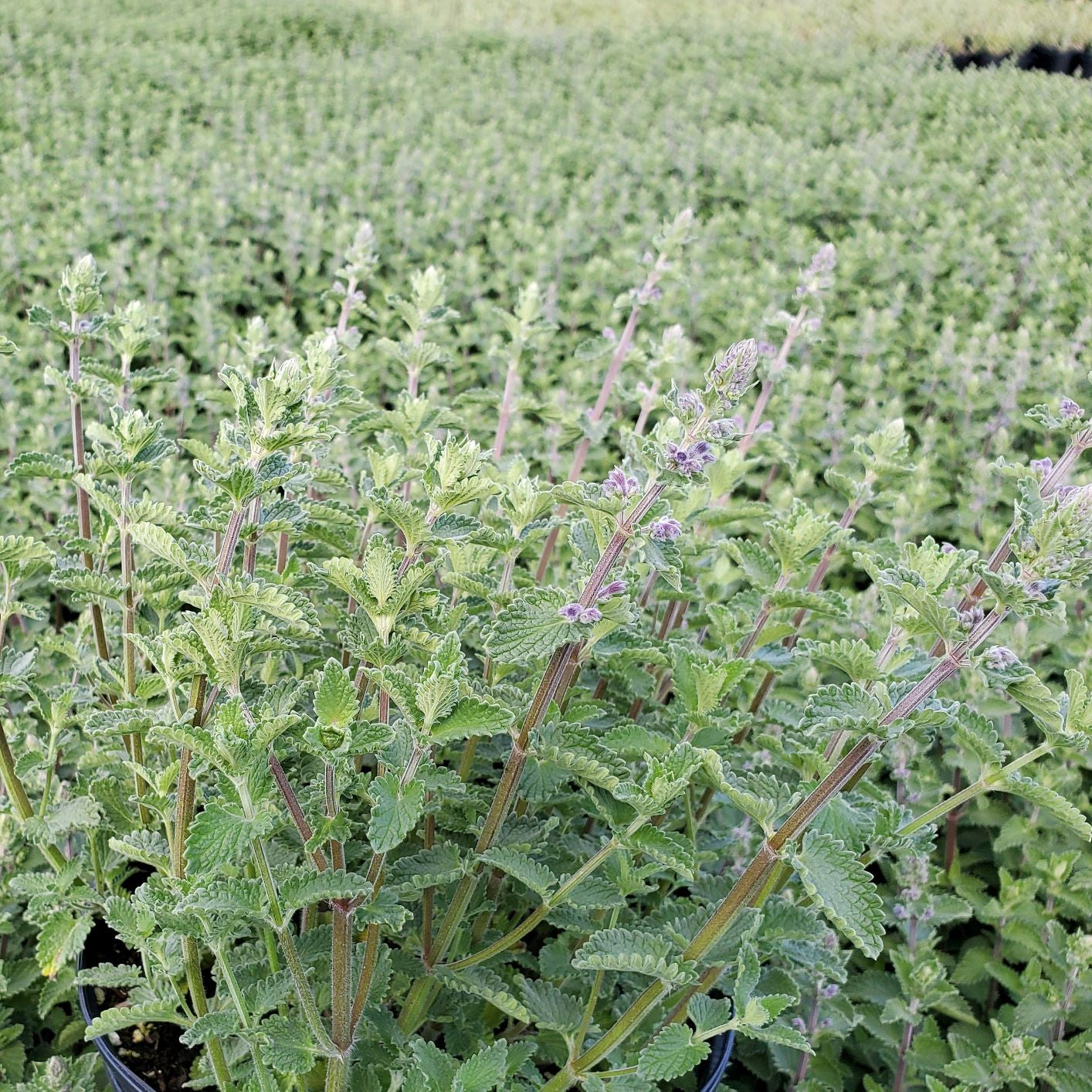 Nepeta racemosa ‘Walker's Low’ (Catmint) 1G