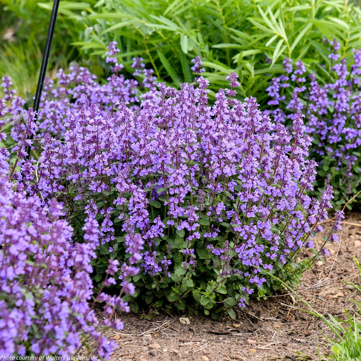 Nepeta x ‘Cat’s Pajamas’ (Catmint) 1G