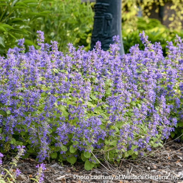 Nepeta x ‘Chartreuse on the Loose’ (Catmint) 1G