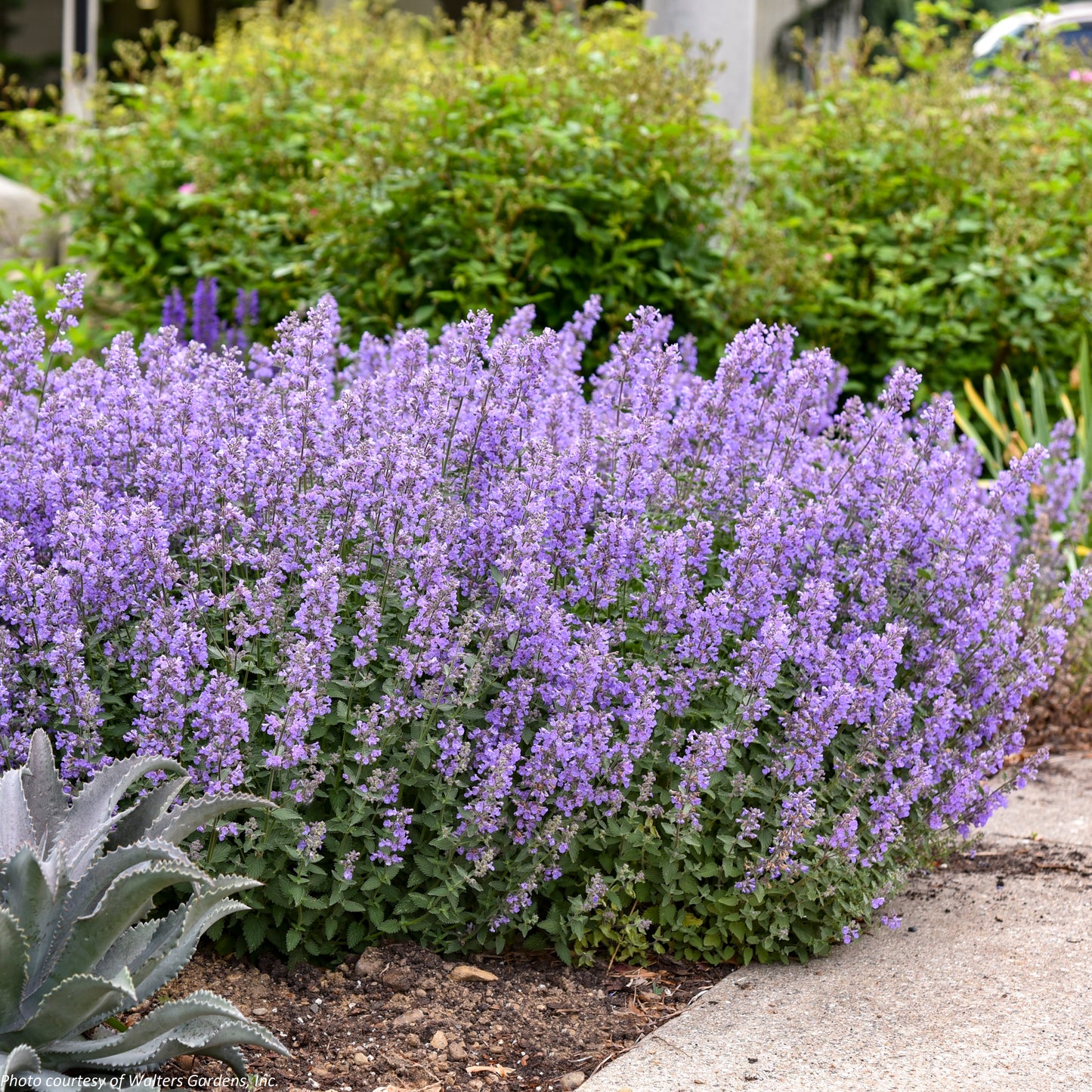 Nepeta x faassenii ‘Cat’s Meow’ (Catmint) 1G