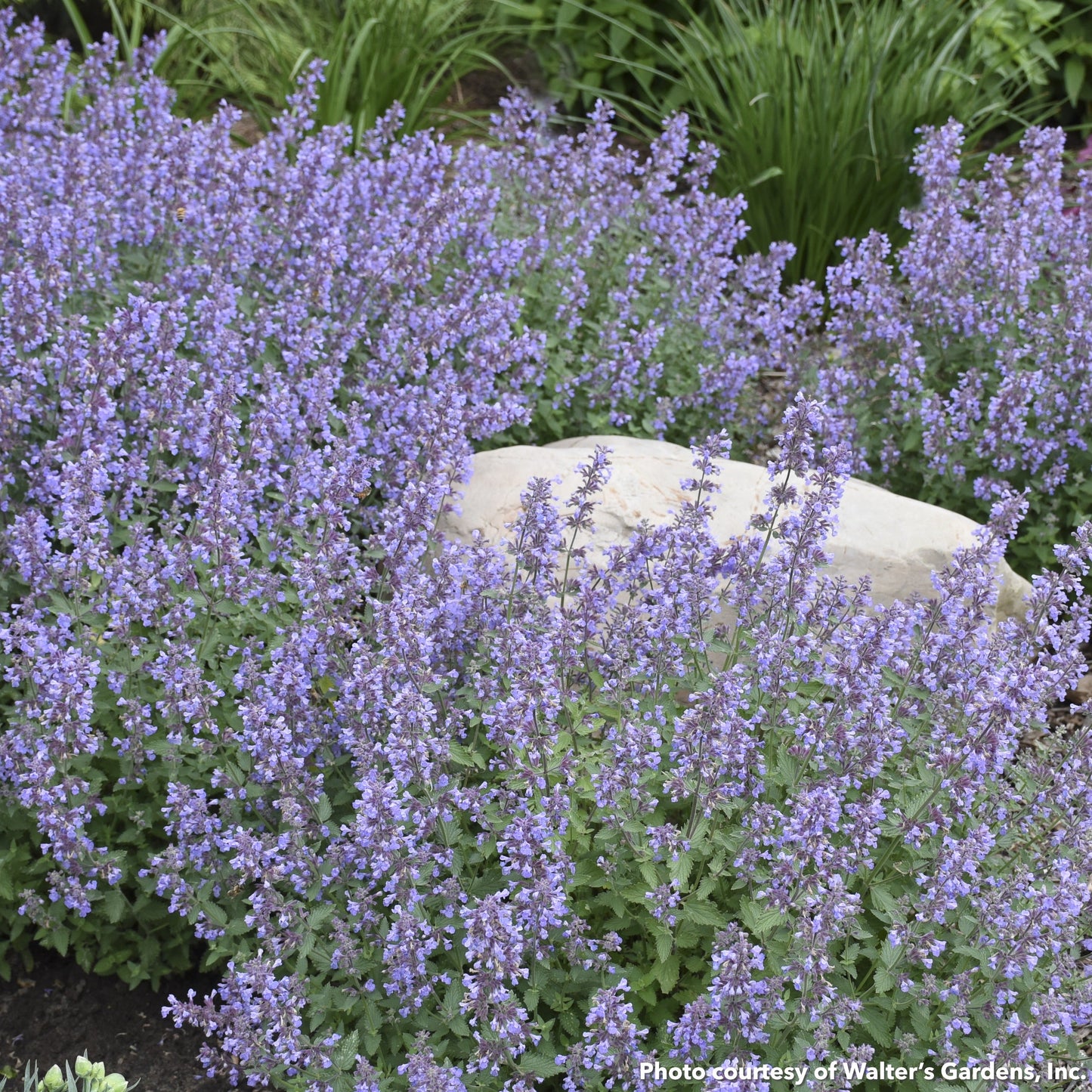 Nepeta x Cat's Meow 1G