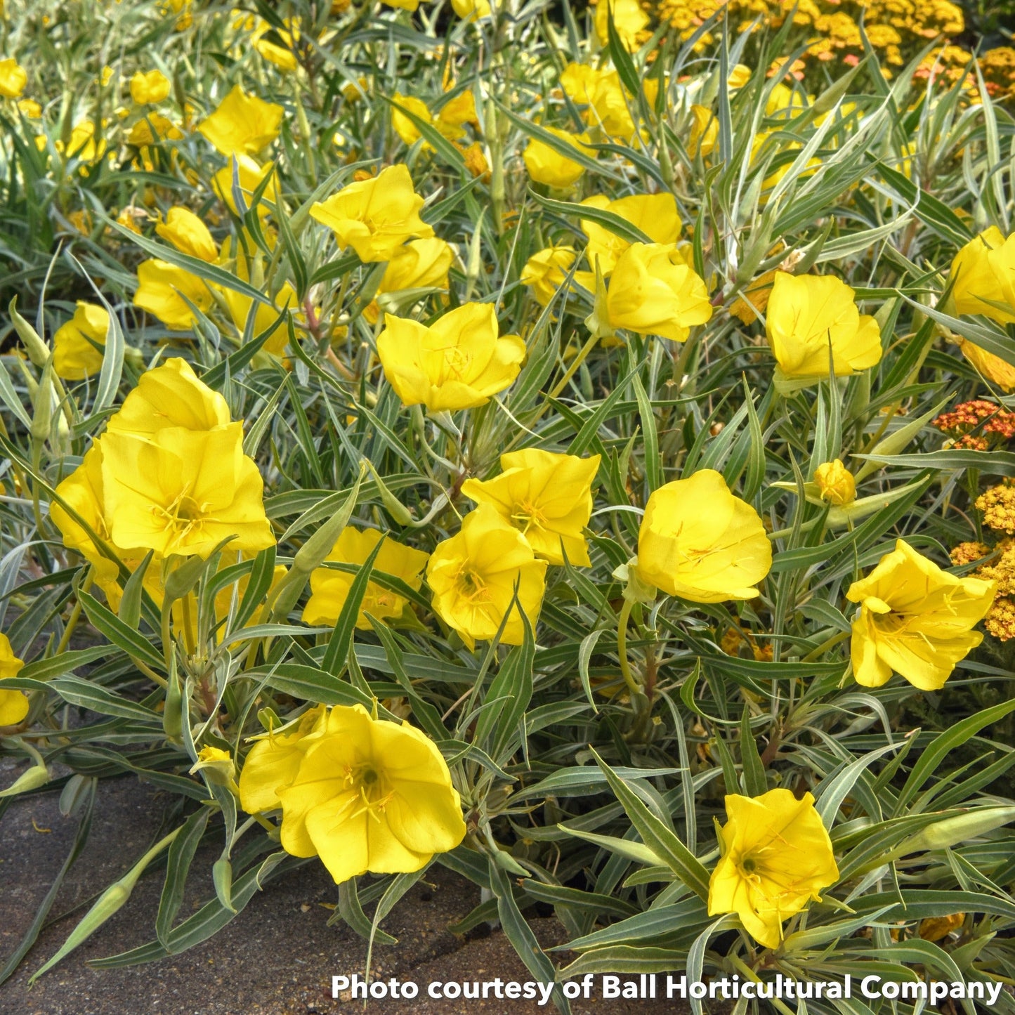 Oenothera tetragona Evening Sun 1G