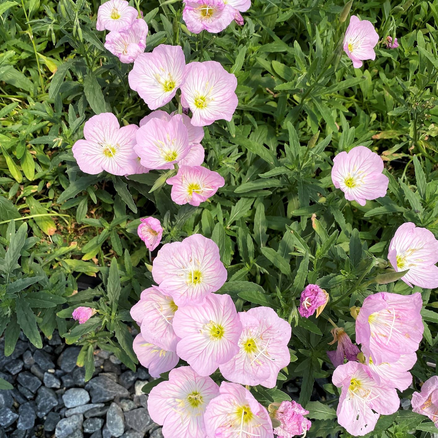 Oenothera berlandieri Siskiyou Pink 1G