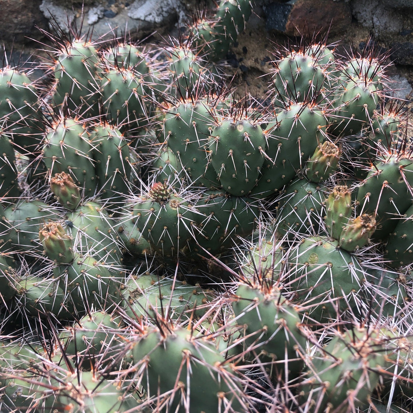 Opuntia x coloradensis 1Q