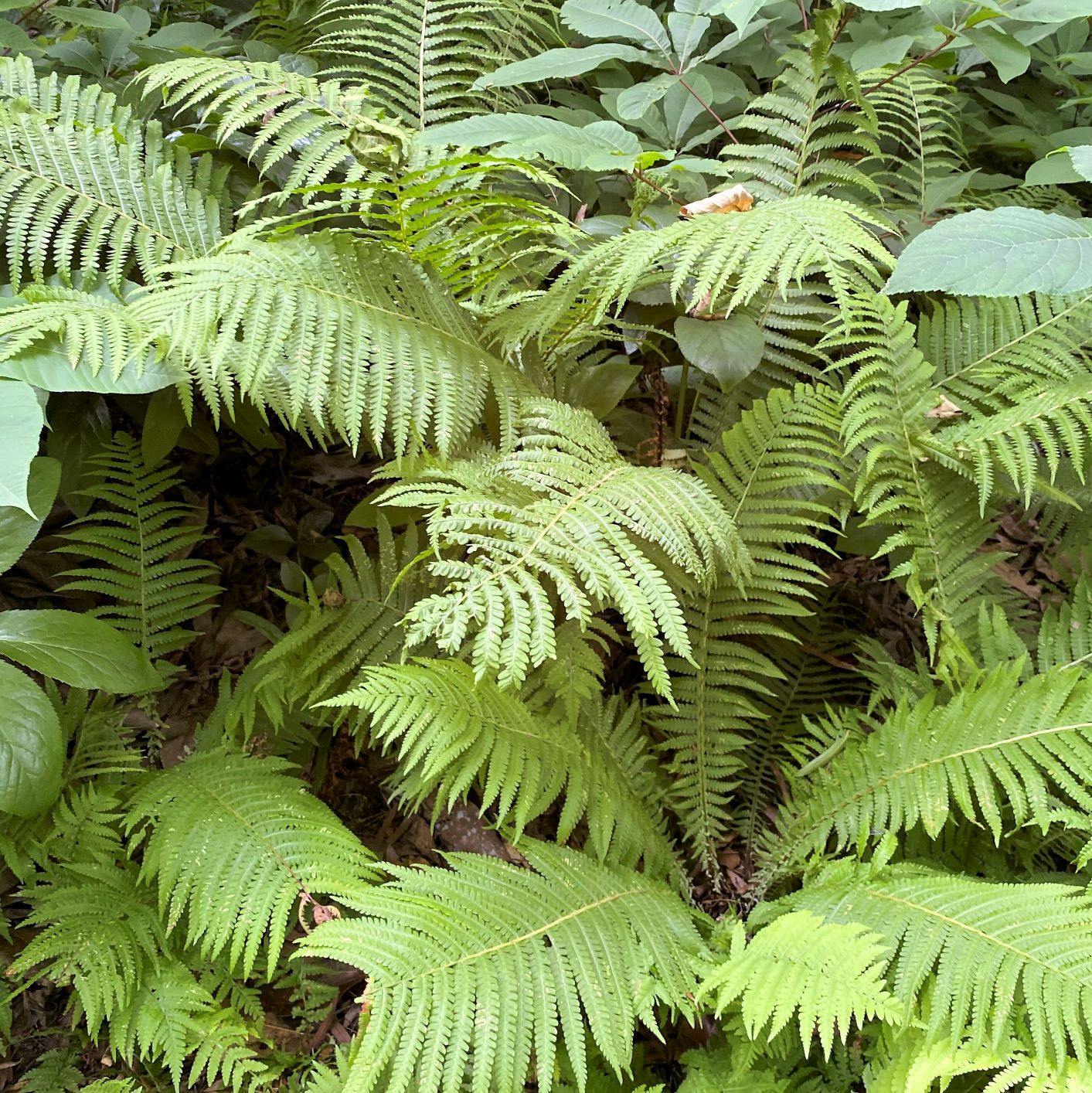 Ostrich Fern 1Q