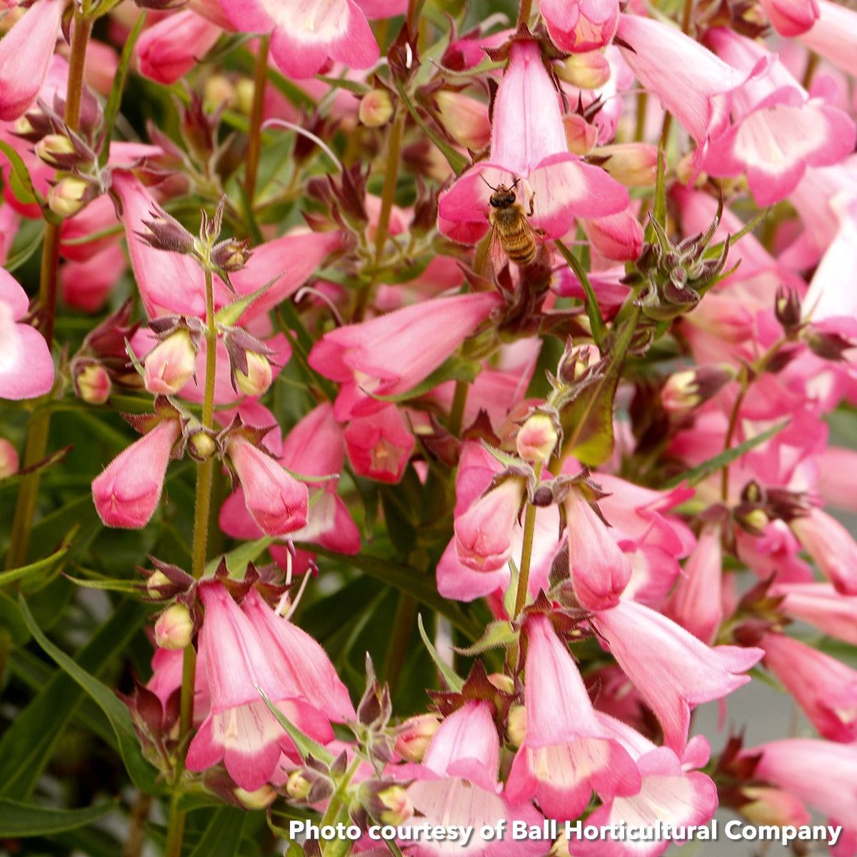 Penstemon Harlequin Pink 1G