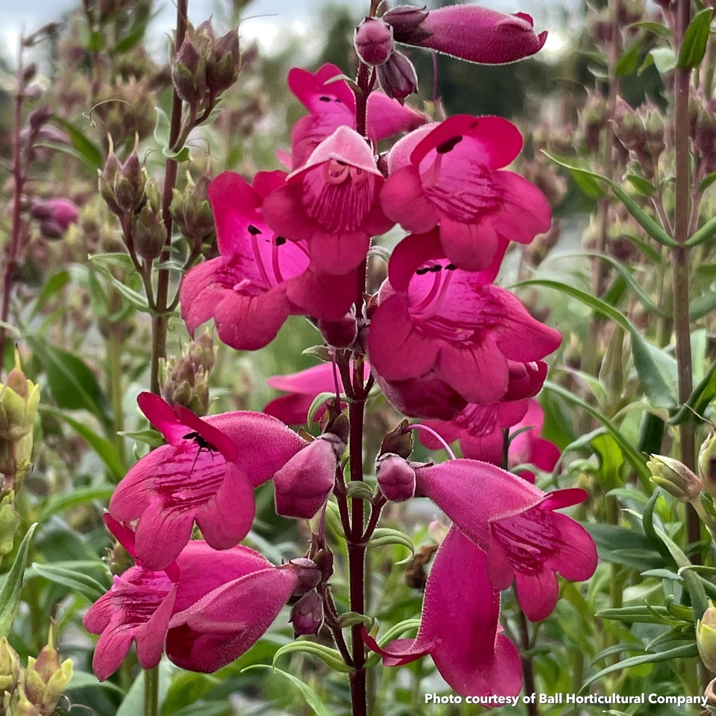 Penstemon Parade of Parrots 1Q