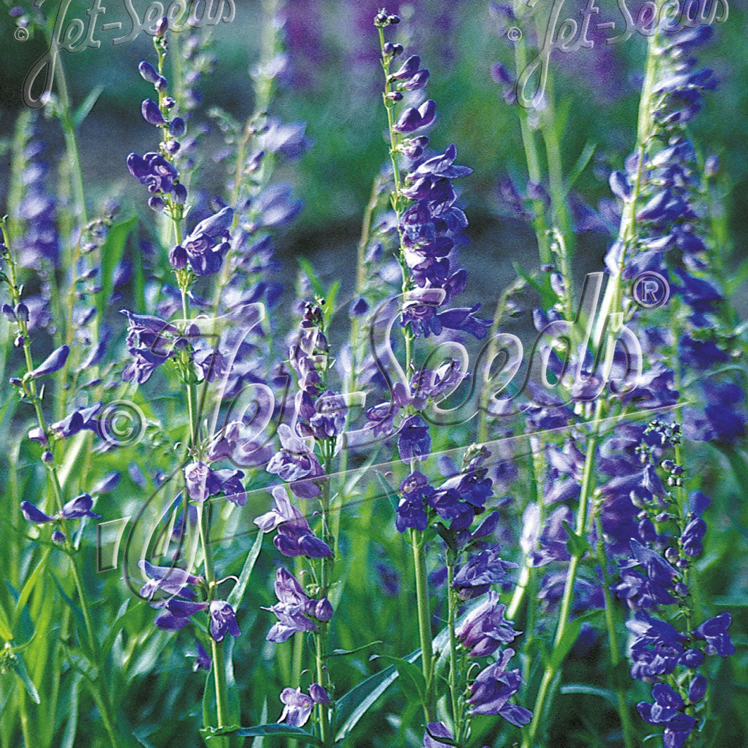 Penstemon strictus Rocky Mountain 1Q