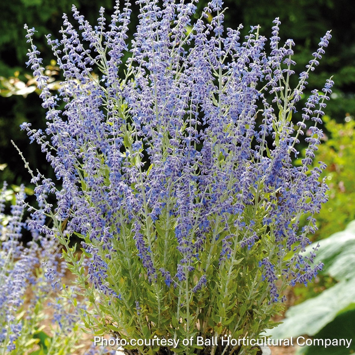 Perovskia atriplicifolia Little Spire 1G
