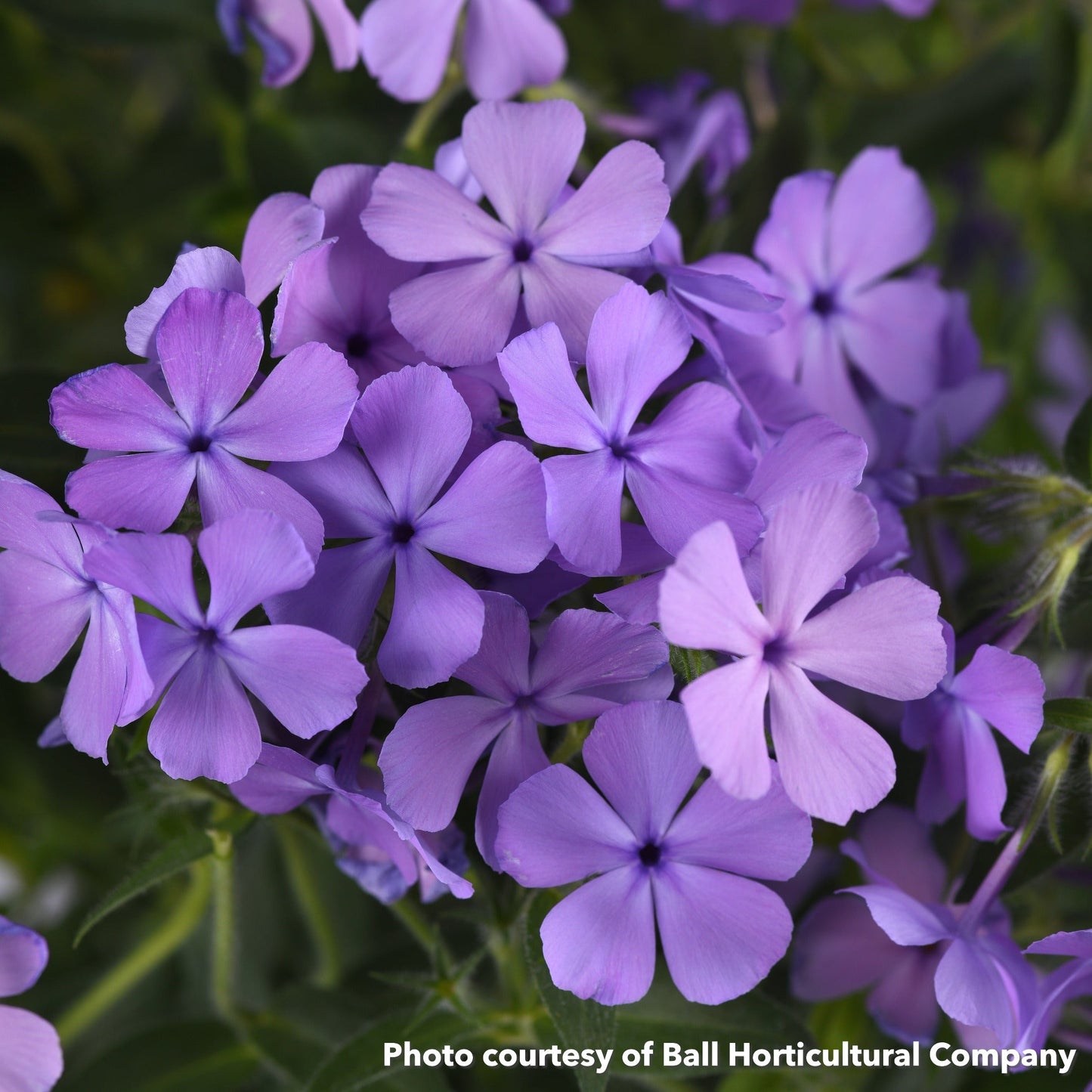 Phlox Candy Cloud Blue 1Q