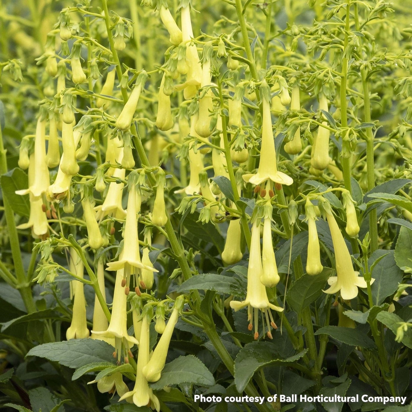 Phygelius Colorburst Yellow 1G