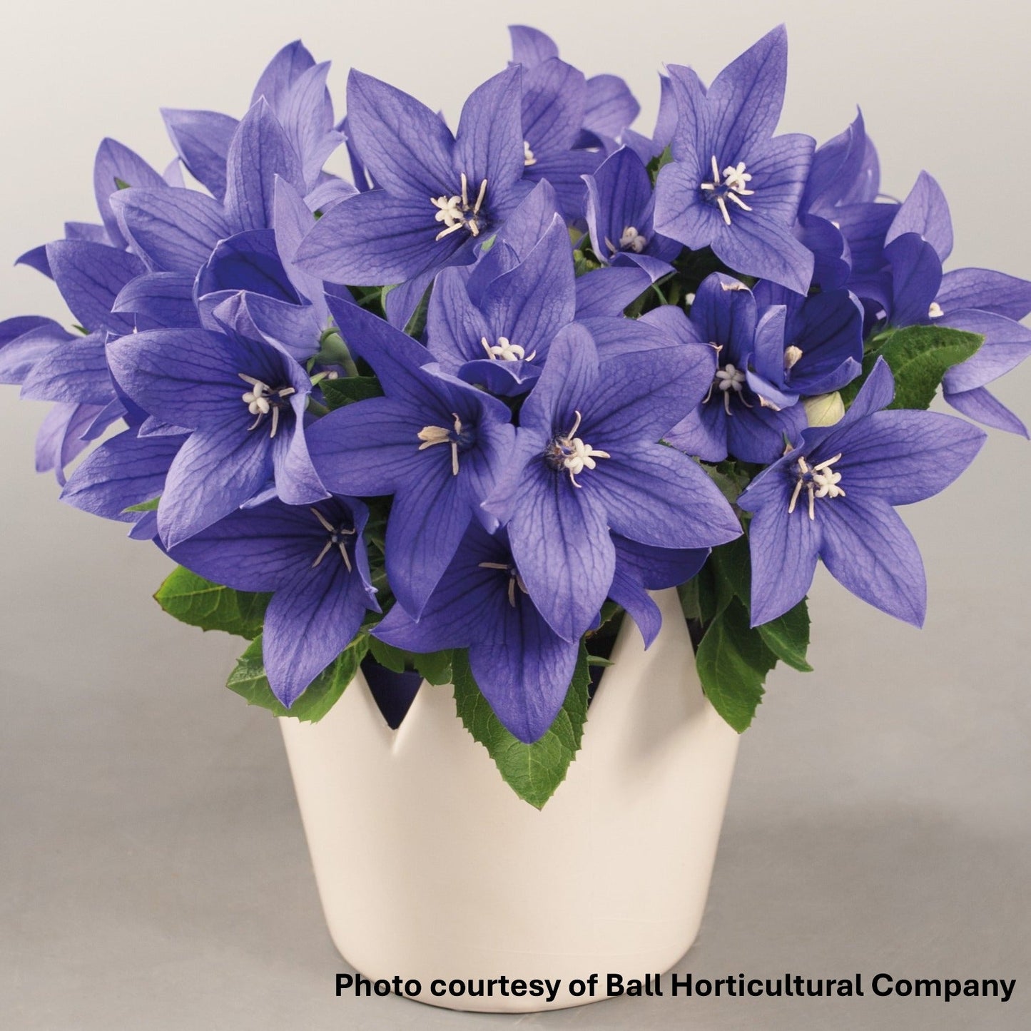 Platycodon grandiflorus PopStar Blue 1Q