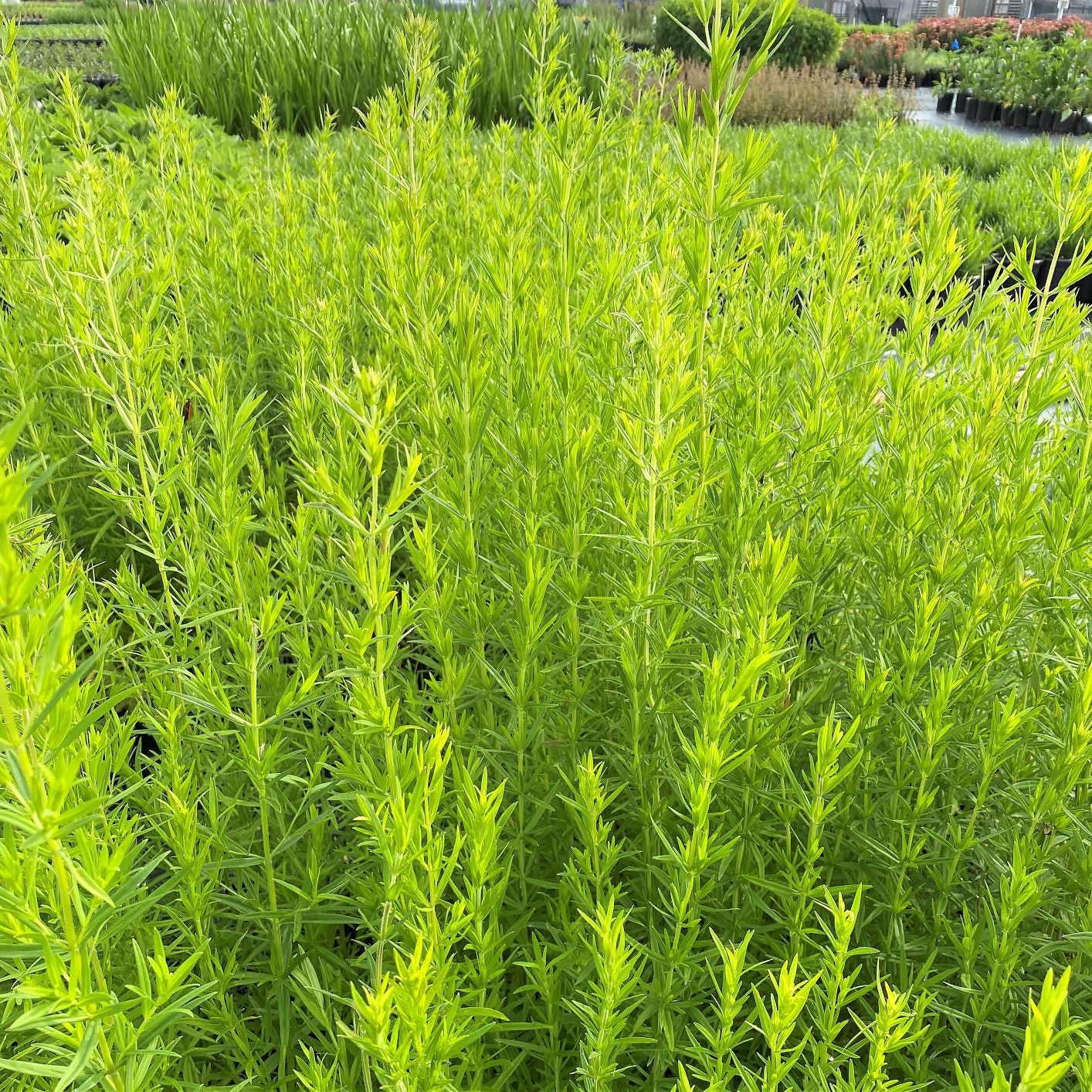 Pycnanthemum virginianum 1G