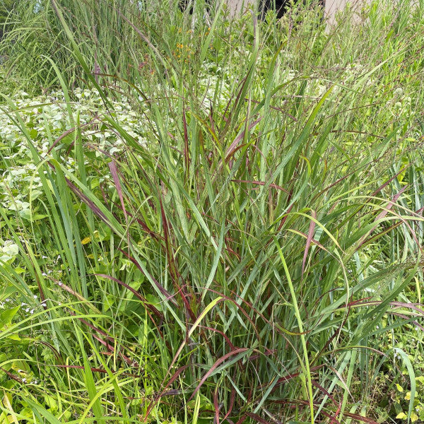 Panicum virgatum Shenandoah 1G