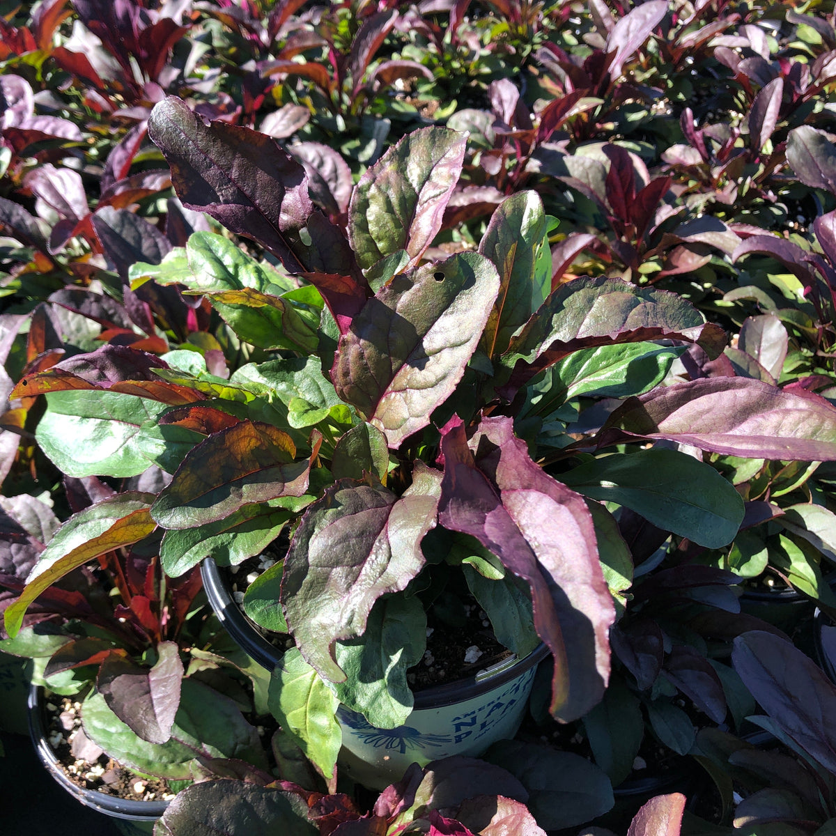 Penstemon digitalis Husker Red 1G