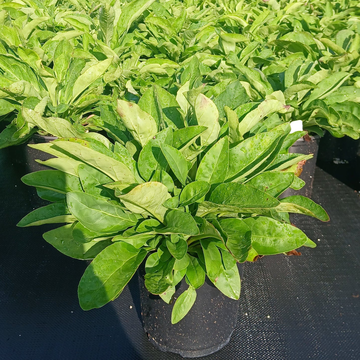 Penstemon digitalis 1G
