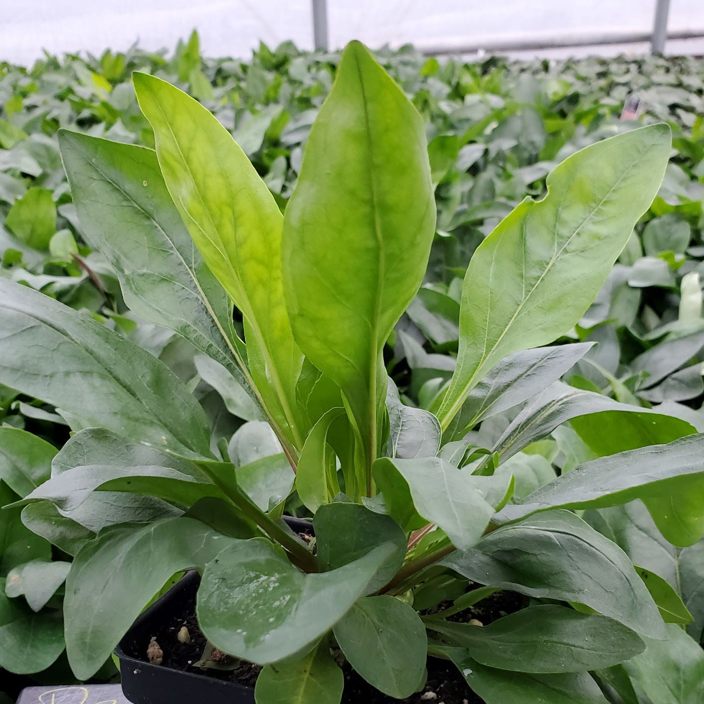 Penstemon digitalis 1G