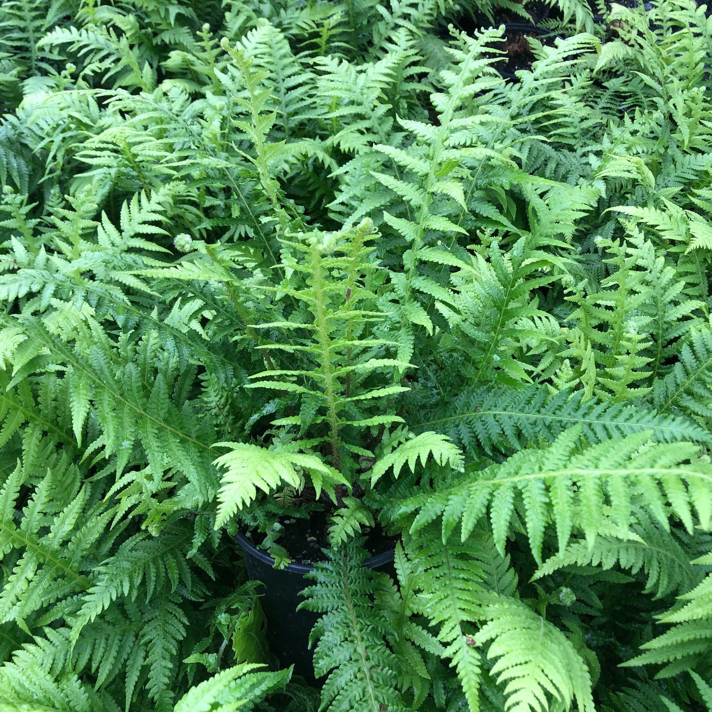 Japanese Beech Fern 1Q