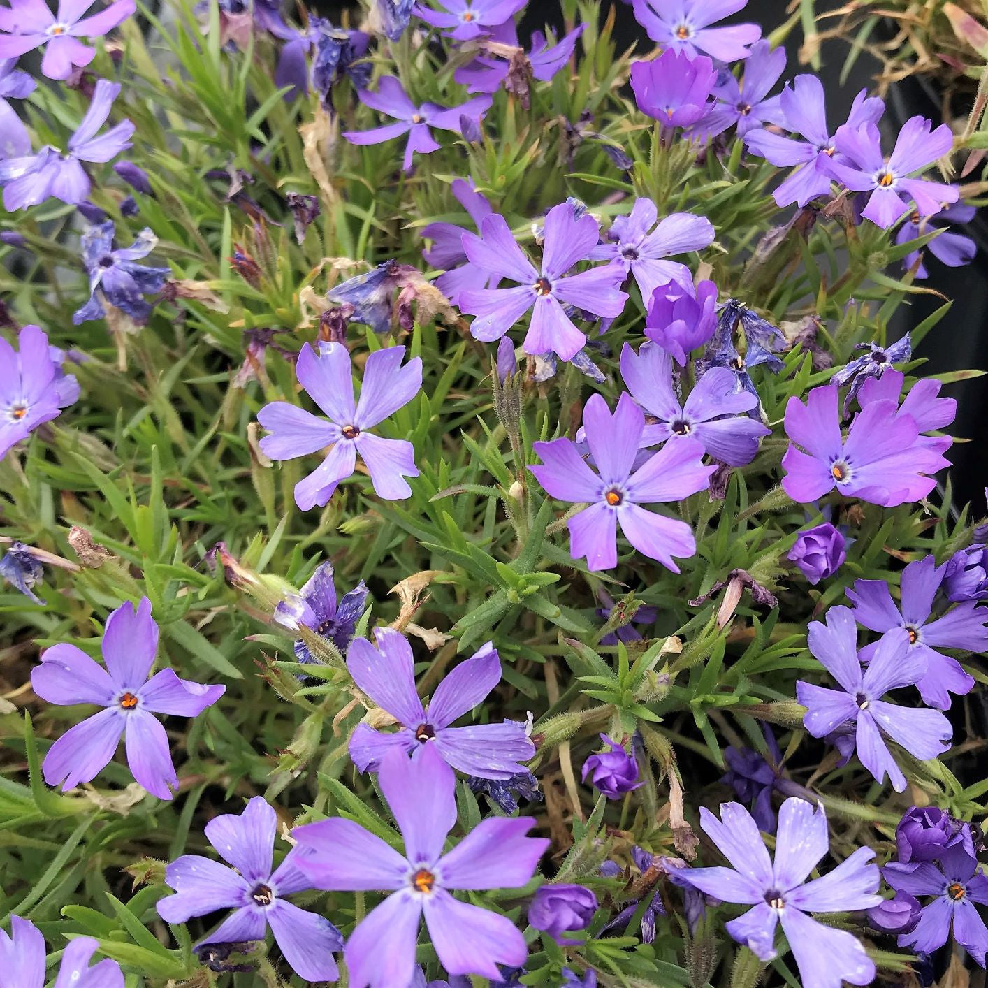 Phlox x Violet Pinwheels 1Q