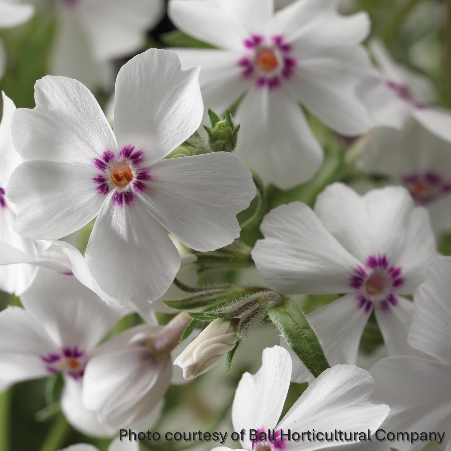 Phlox subulata Amazing Grace 1G