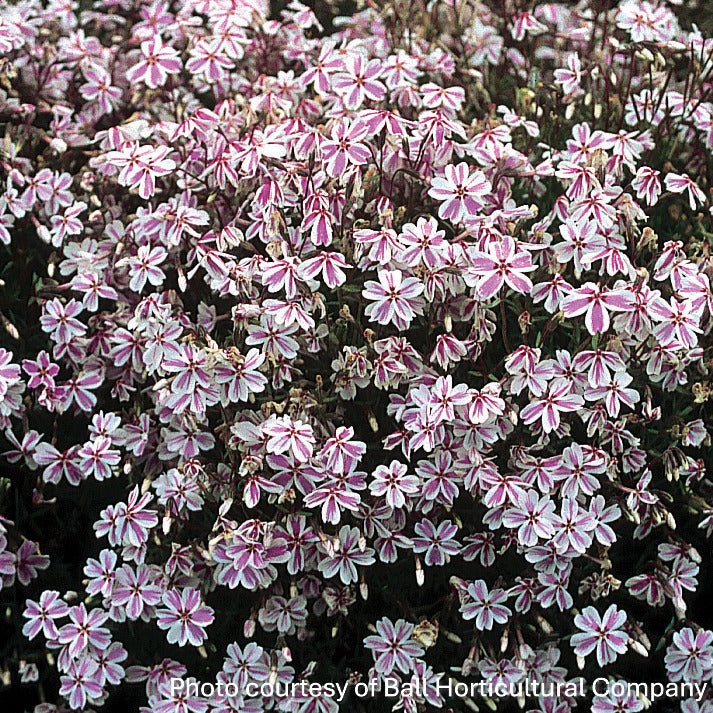 Phlox subulata Candy Stripe 1Q